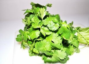 日本で流行中のパクチー
