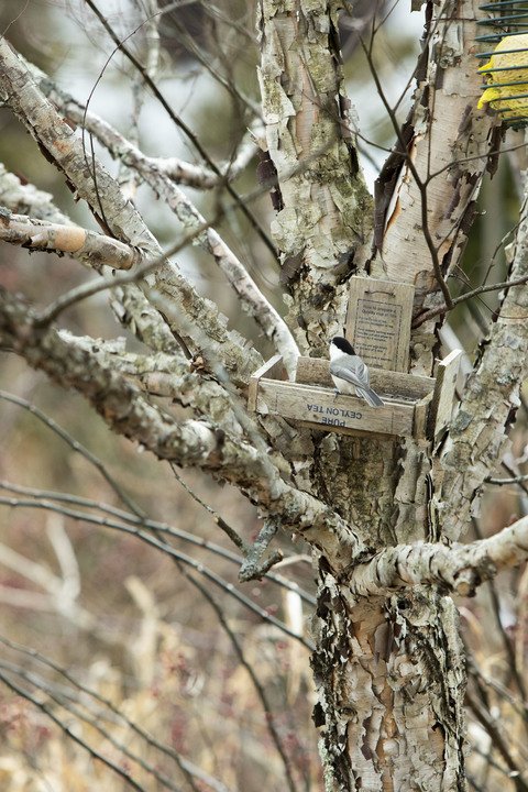 自然に近い庭づくり