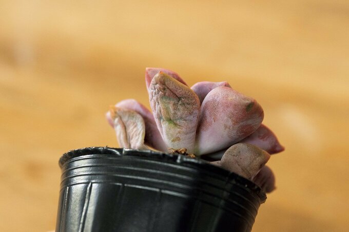 いちばん下の葉のシワも目印