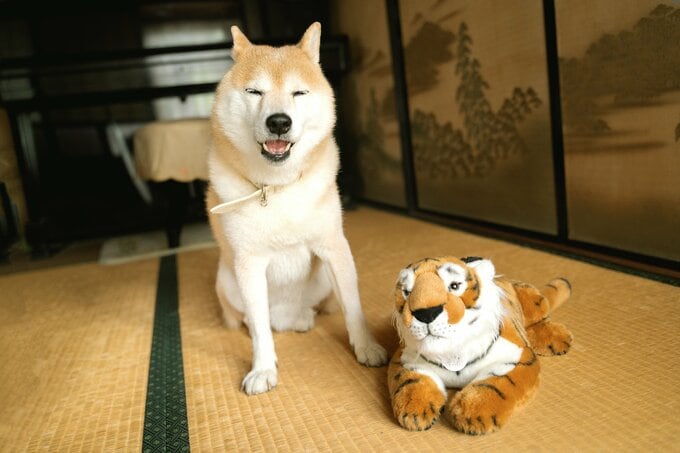 犬