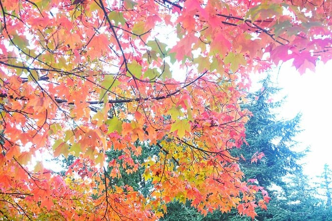 アメリカの紅葉