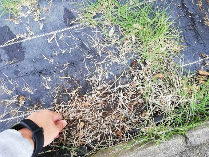 雑草の生えている根っこに流すと草が枯れてしまいます