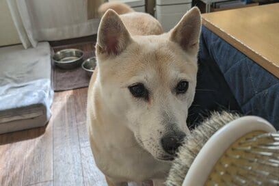 わが家の犬の「聞き分け力」がすごい！ブラシを取り出すと、眠っていても飛び起きて…