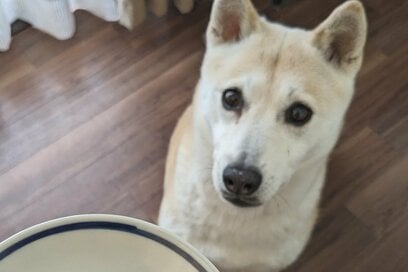 わんこに“つるるん”ゼリーを手づくりみたら…パクパク即完食でびっくり！