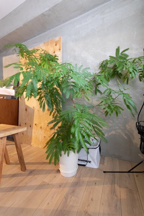 日当たりのいいダイニングに大きな観葉植物を置いて