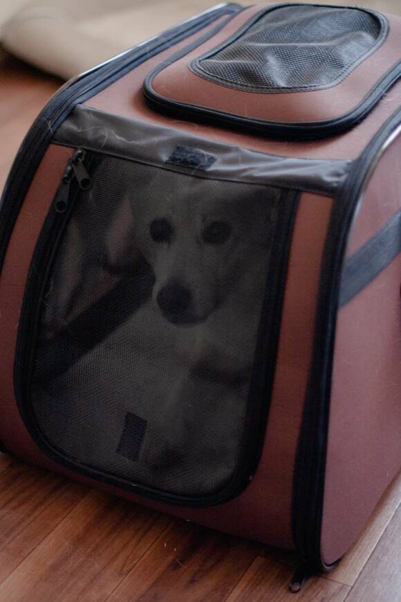 キャリーケースに入った犬
