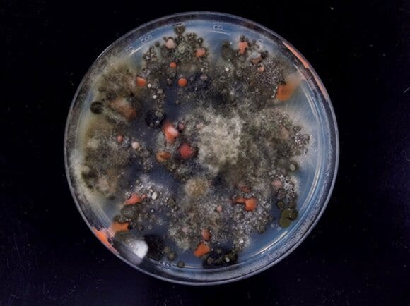 壁からはアレルギーの原因となるクロカビが720個も検出