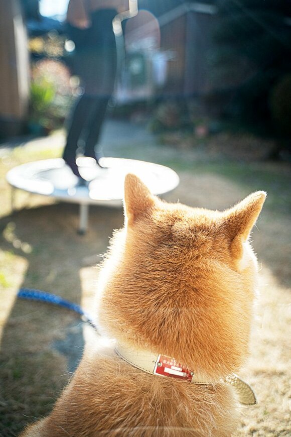トランポリンをする様子を眺める犬の後ろ姿