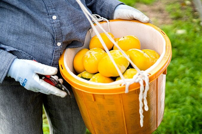 カゴにたくさんの柿
