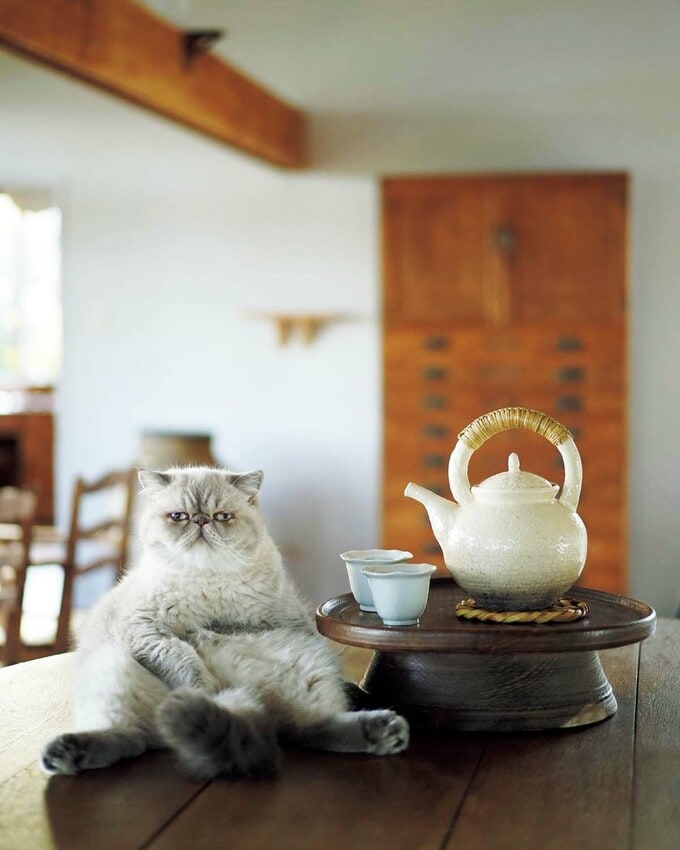 すすの定番、貫禄のあるおすわりポーズ