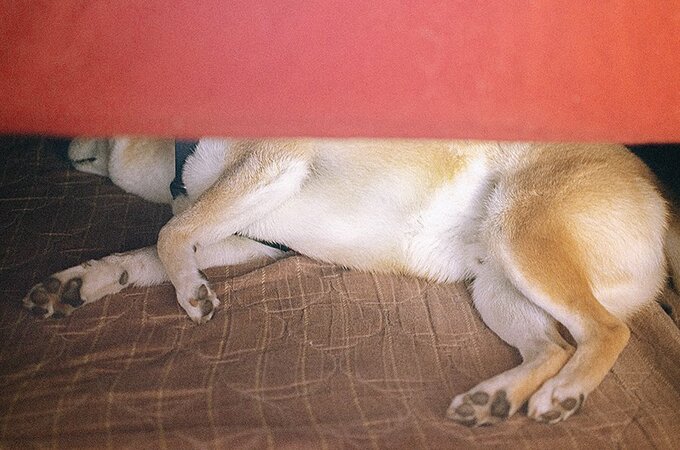 横になっている