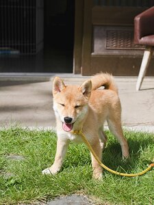 場所見知りすることもなく、どんどん家になじんでいく犬
