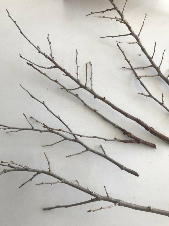 桜の花を切り落とし枝だけにします