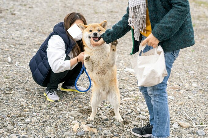 立つ犬