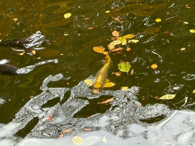 写真:E人面魚