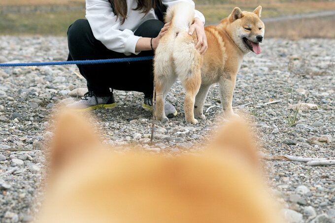犬のお尻を見つめる犬