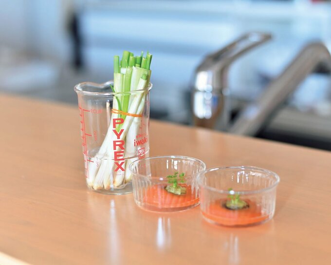 ネギやニンジンの水耕栽培の様子