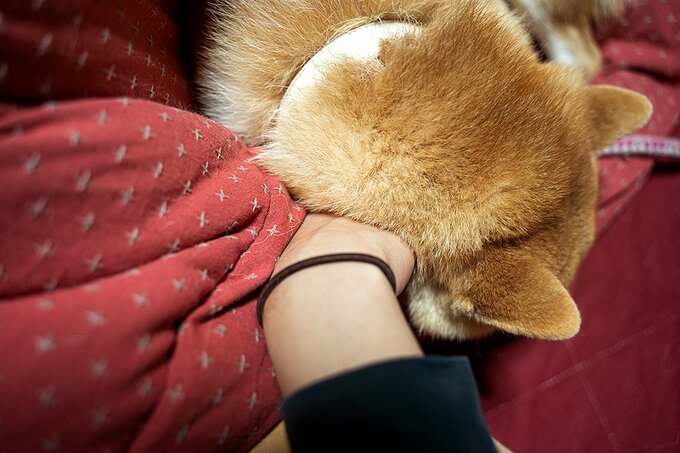 犬とこたつに挟まれる手
