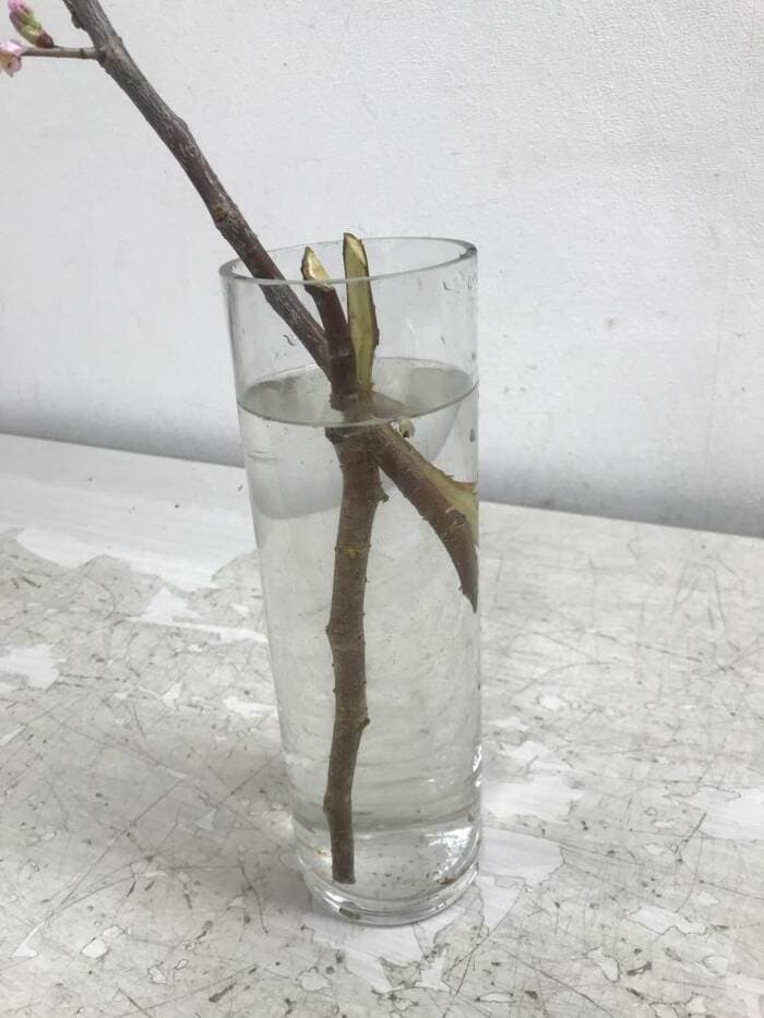 桜や桃の枝を花ビンに生けるコツ。こうすればぐらつかない
