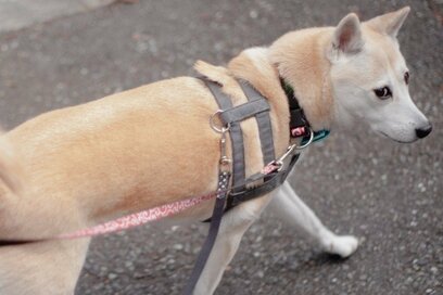 犬の散歩を7年半。人見知りにとっては「修行」…でも意外な効果も！