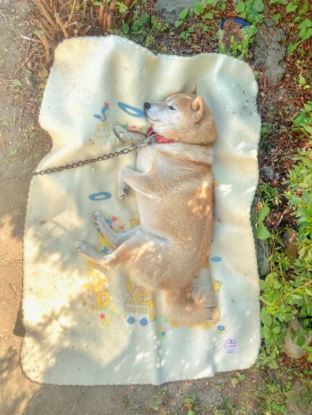 お昼寝する犬