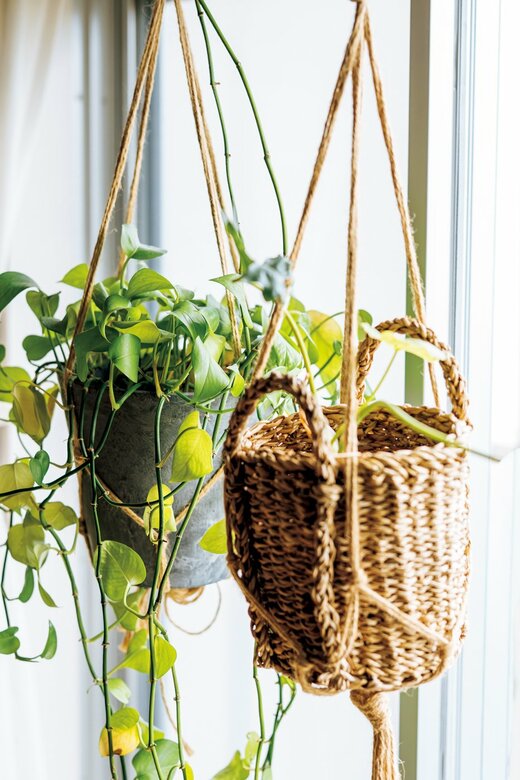 編みカゴに観賞植物が入れられている様子