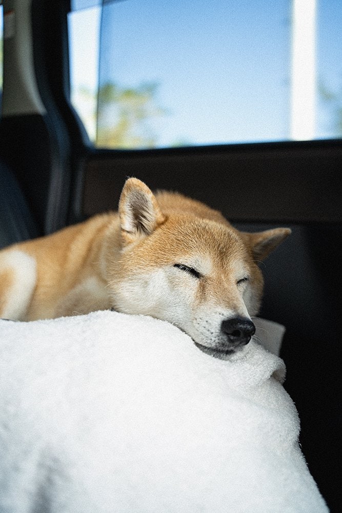 犬越しの流れていく空の青さ