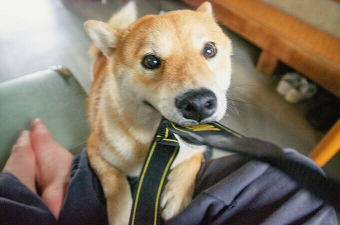 2015年4月5日11時38分 0歳の頃よくカメラのストラップを噛みにきた