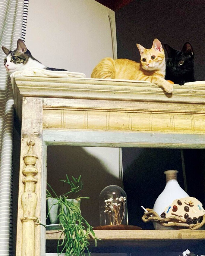 ケンカのあとも末っ子茶々は涼しい顔