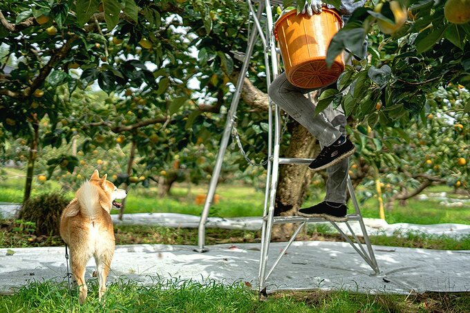 脚立に上っている人と犬の後ろ姿
