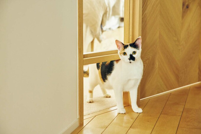 三毛ネコのマリメッコ