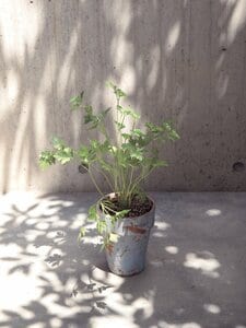 イタリアンパセリ