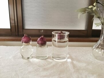 好みのあきビンを使って。見た目もかわいいヒヤシンスの水栽培に挑戦しています