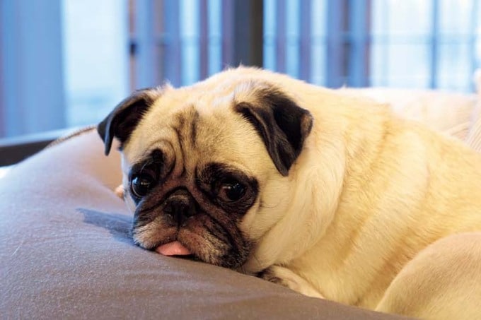 くつろいでいるチル