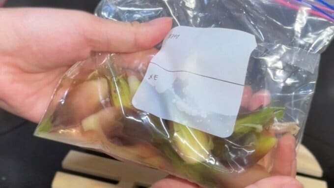 ジップロックに入れたミョウガ