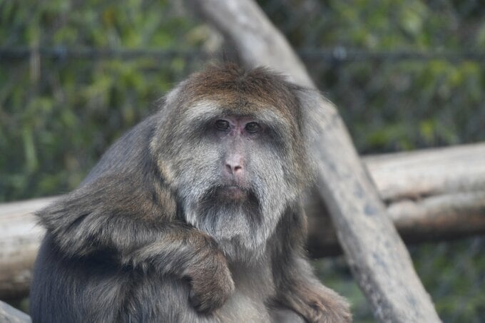 チベットモンキー
