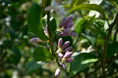 東京と愛媛、子どもらしさは地域で大差なし。高橋久美子さんが二拠点生活で感じたこと