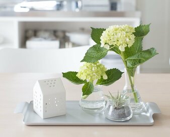 夏を快適にするグリーンを使ったインテリア！エアプランツには○○で涼感アップ！