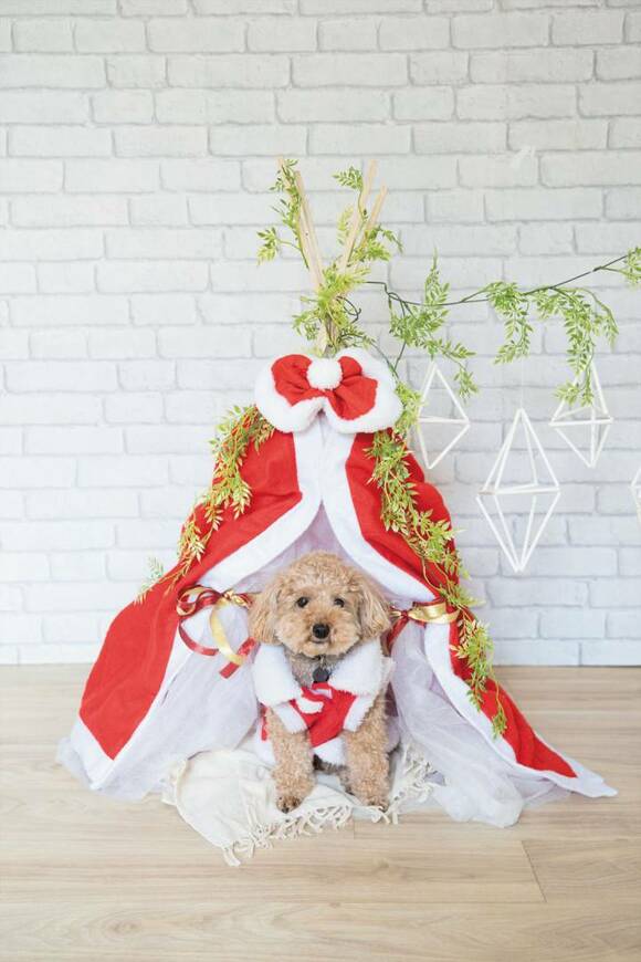 犬にサンタ衣装