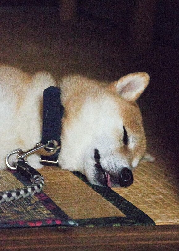 歯が見えているときがある