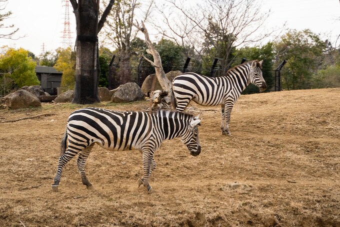 シマウマ