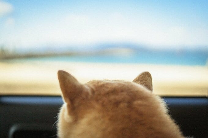 遠くを見る犬