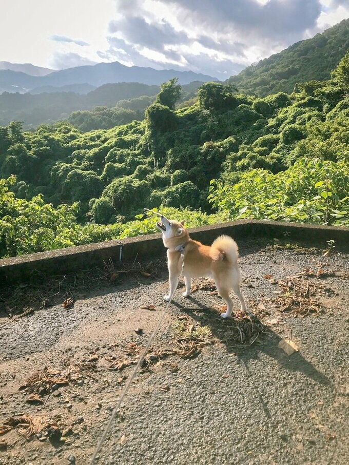犬20