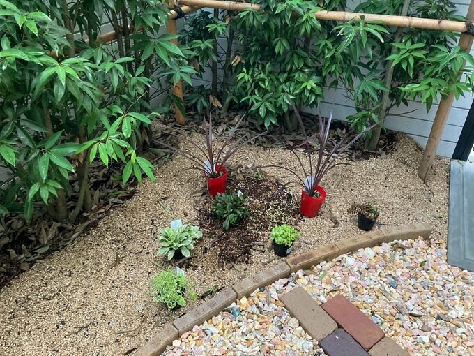 グランドカバーを植える