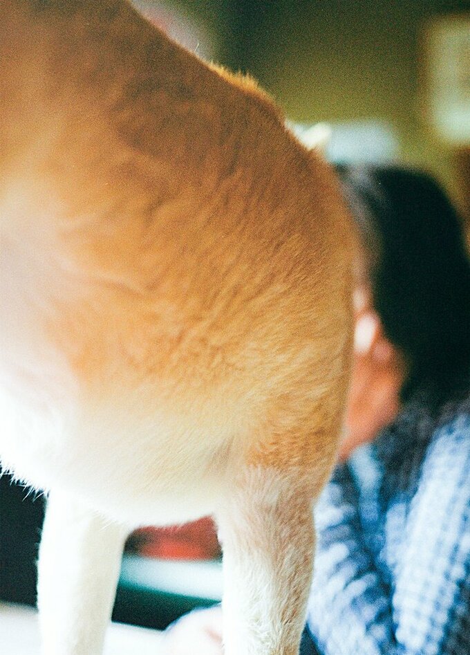 犬アップ