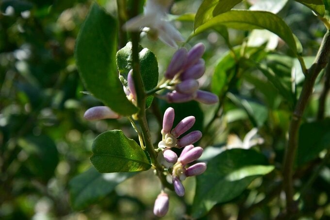 レモンのつぼみ