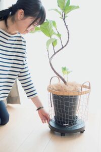 キャスターつき花台にグリーンの鉢を置いて掃除しやすく