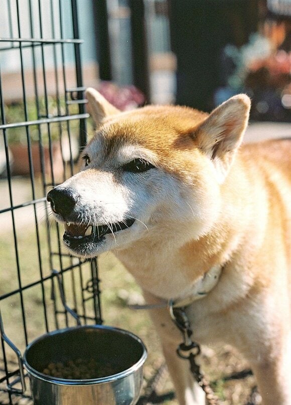 食事をする犬の様子