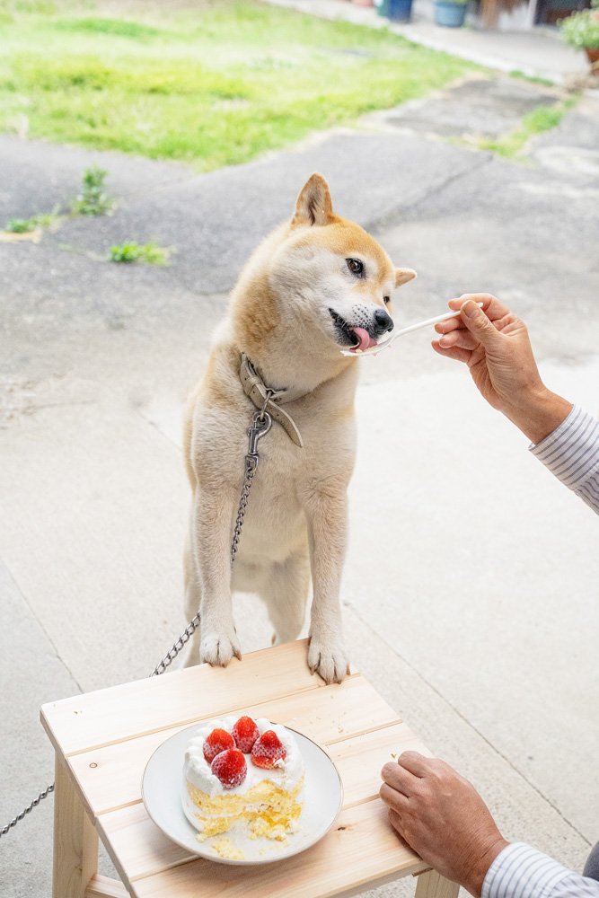 テーブルに足をついてケーキを食べる犬