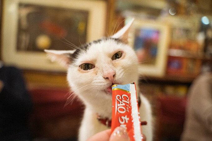 ちゅーるをなめる猫